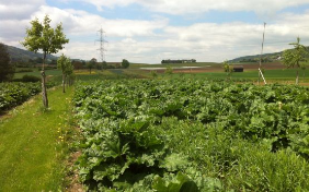 Birne und Rhabarber im Züricher Unterland